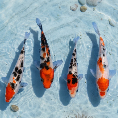 Sanke koi live - fish, pond