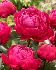 4 x Peony Karl Rosenfield