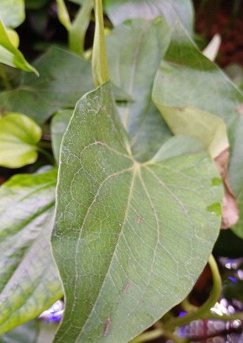 Spathiphyllum wallisii peace - spathiphyllum, (peace