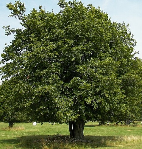 Hornbeam seeds carpinus - hornbeam,