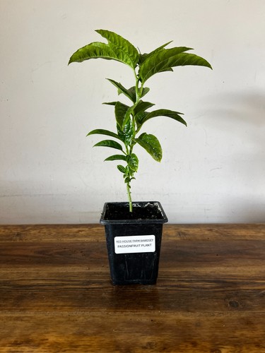 Passionfruit plant edible