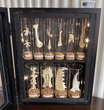 Bone Taxidermy Cabinet , Lit -