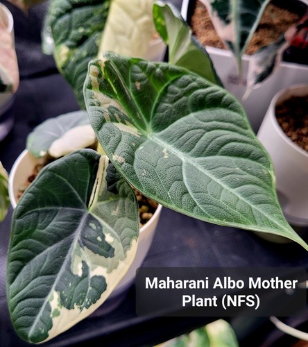 Alocasia maharani pink - alocasia,
