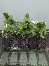 x10 Strawberry Fruit Plants