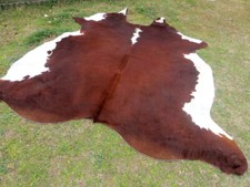 NEW LARGE HEREFORD BROWN