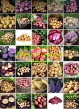 Seed Potato First Early Second