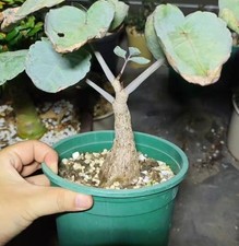 4cm Rare Cacti Cyphostemma Rutilans Own Root WYSIWYG Caudex Boutique Sale