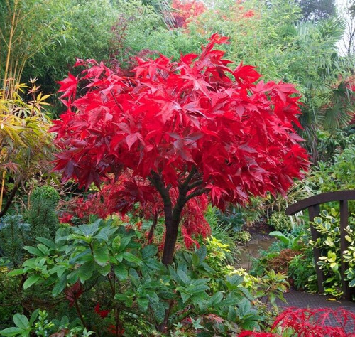 Acer tree osakazuki - acer,