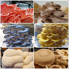 900g Mushroom Spawns & Substrates: oysters lions mane shiitake & more