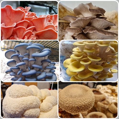 900g mushroom spawns - spawns, &