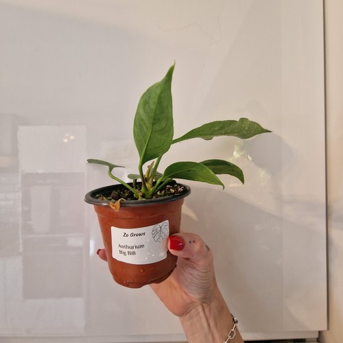 Anthurium big bill - big,