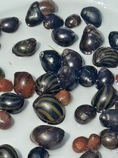 20 Nerite Snails | Mixed Pack
