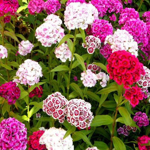 Sweet william auricula - william, eyed