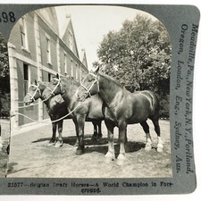 Belgian Draught Draft Horses