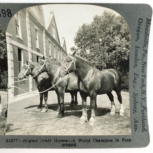 Belgian draught draft horses - draft,