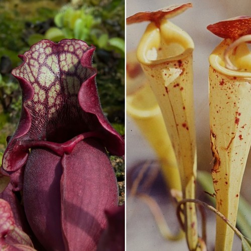 Rare nepenthes - rare,