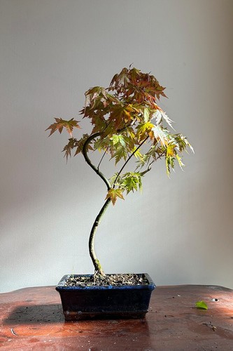 Japanese maple bonsai tree - tree,