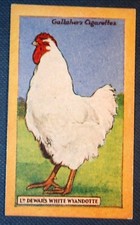 WHITE WYANDOTTE  Champion Cockerel    Vintage 1920's Card  KE11M