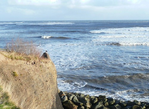 Photo 6x4 seagull - photo, a