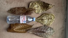 Premium Indian Almond Leaves