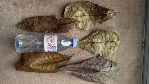 Premium indian almond - indian, leaves