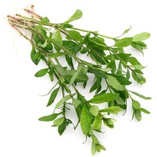 Hygrophila Polysperma Live