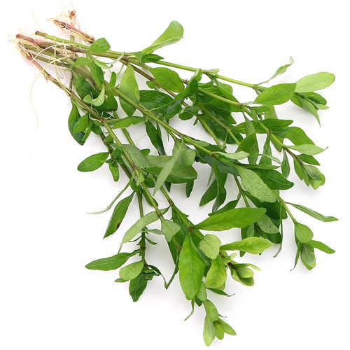 Hygrophila polysperma live - hygrophila,