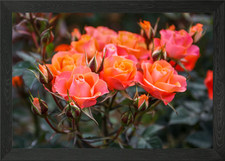 Natural Miniature roses Framed