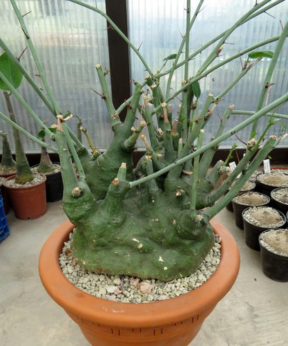 Adenia spinosa 24cm