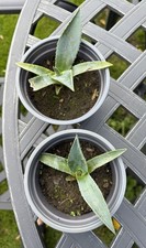 Agave Americana Plants for
