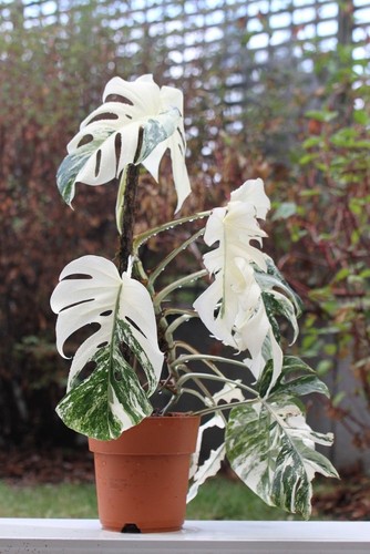 Highly variegated monstera - ,
