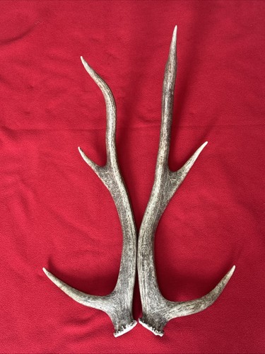 Pair red deer antlers 477g - deer,