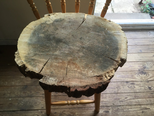 Oak wood tree - , section