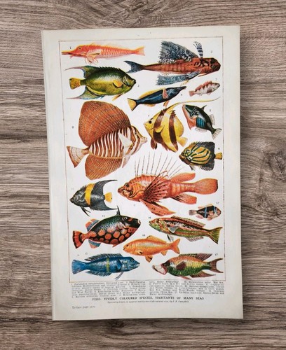 Antique 1930s tropical - antique,