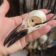 REAL Crow Skull Pendant Animal Bone Carion Taxidermy Gothic Macabre