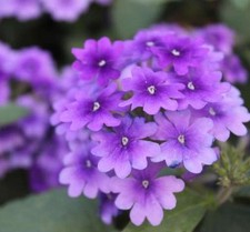 Purple hanging baskets - hanging, flowers