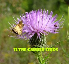 BRIGHT PURPLE MAUVE FIELD THISTLE PERENNIAL WILD FLOWER SEEDS - SLYNE GARDEN