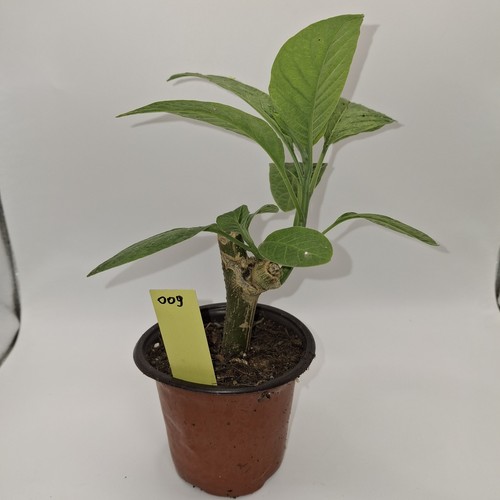 Brugmansia yellow angel - yellow,