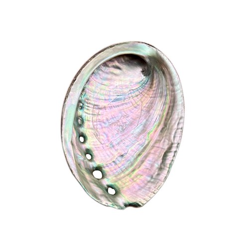Large abalone shell - large,