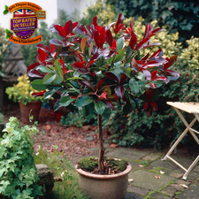 Photinia 'Little Red Robin'