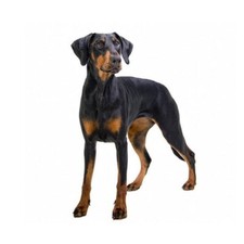 Doberman Dog Pet Aluminium