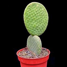 Opuntia Inermis Microdasys