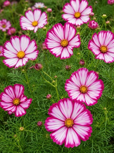 Cosmos candy stripe - candy,