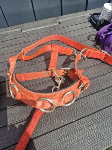 Red lunging cavesson - lunging,