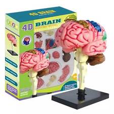 Color-Coded Human Brain Model - Anatomical Teaching Med Artery Display Practical