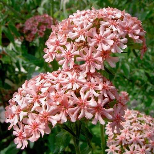 Lychnis chalcedonica carnea - lychnis,