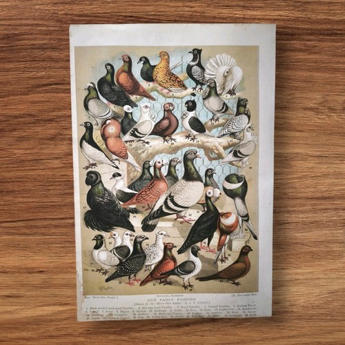 Antique 1891 fancy pigeons - antique,