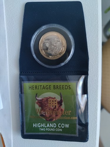 Pounds jersey highland cow - £2,