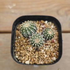 Geohintonia mexicana WYSIWYG Boutique Own Root