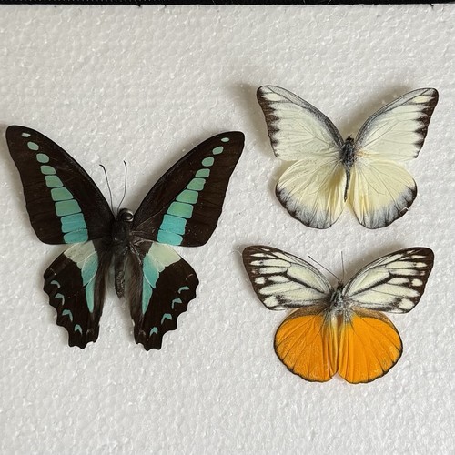 Entomology butterfly specimen - entomology,